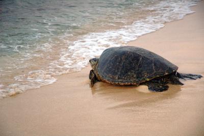 Green Sea Turtle