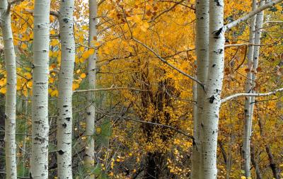 Aspen and Gold
