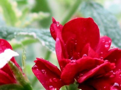 red flowers on a rainy day