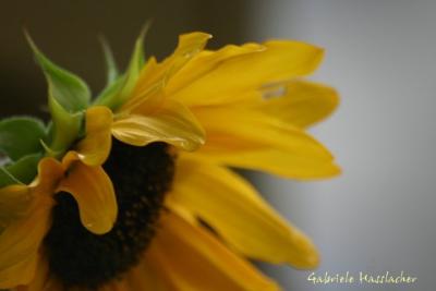 Sunflower 001.jpg