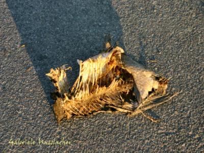 remainings of a bird