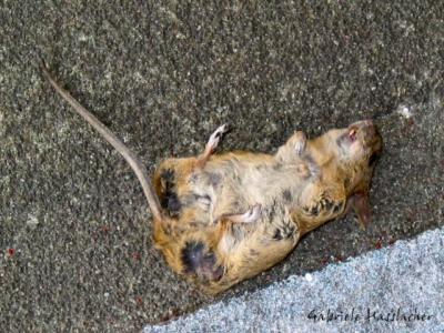 dead mouse