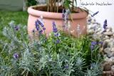 4 different kinds of lavender