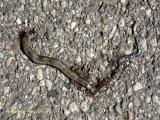 slow worm