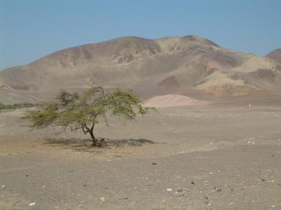 Lonely Tree