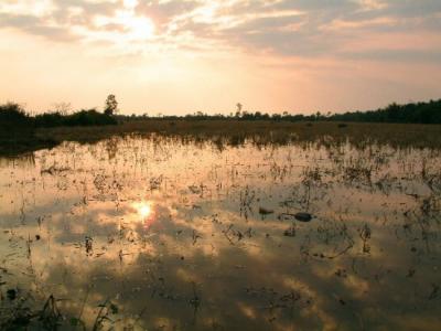 ricefield