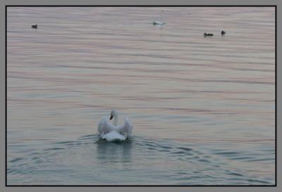 sunset swan