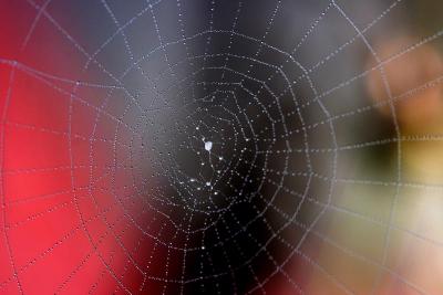 white on red web