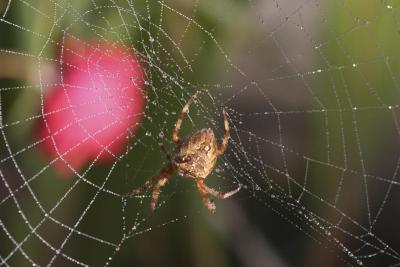 pink splotch and spider