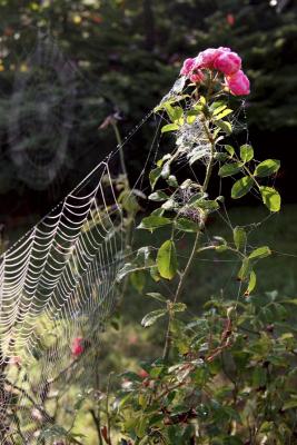 rose and web