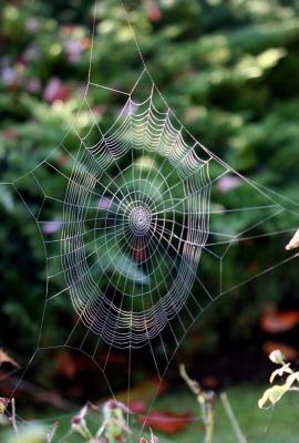 pure web