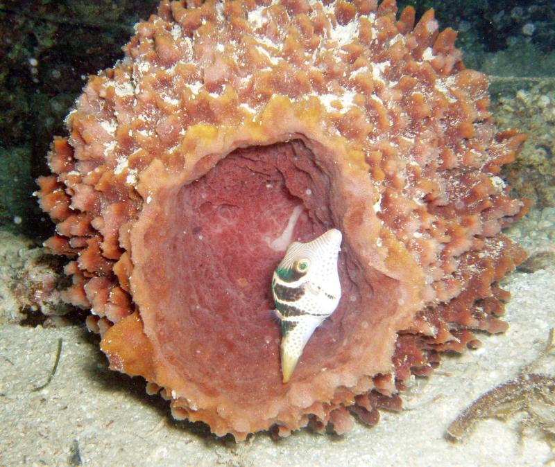 teeny pufferfish.jpg
