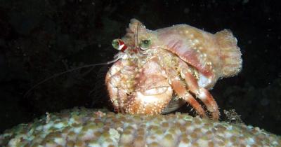 anemone hermit crab4.jpg