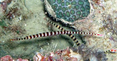 banded pipefish5.jpg