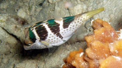 black-saddled sharpnose puffer.jpg