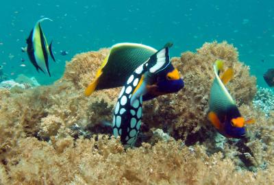 clown triggerfish and angelfish2.jpg