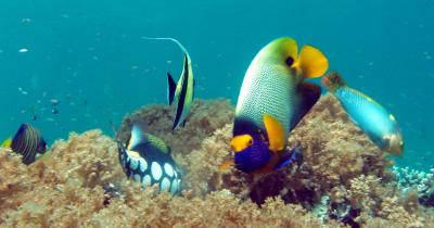 clown triggerfish and angelfish4.jpg