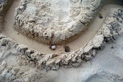 crab race with pitfalls.jpg