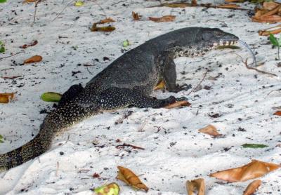 lizard on sipidan island.jpg