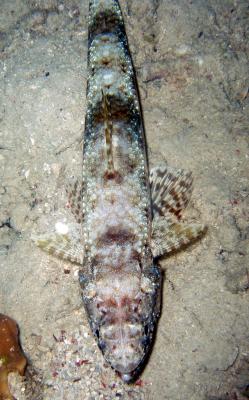 lizardfish.jpg