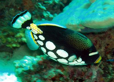 triggerfish.jpg
