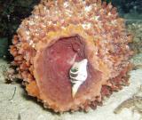teeny pufferfish.jpg