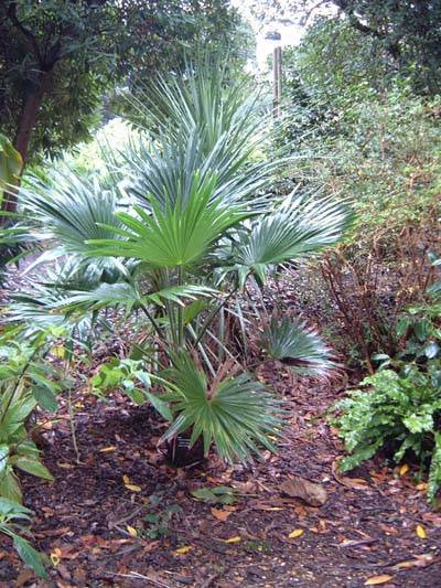 Trachycarpus martianus in Dorset UK