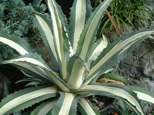 Agave americana 'Medio-picta Alba' photo - Gardens on the Edge photos ...