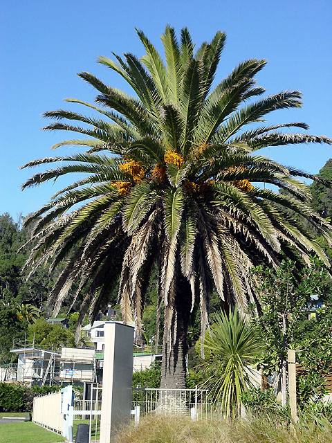 Phoenix canariensis: fruiting plant, Ohope Beach, NZ, 26-Jun-05.