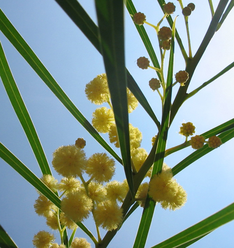 Acacia retinodes - 2005