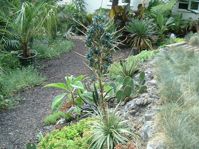 Puya alpestris