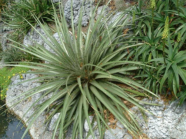 Puya berteroniana