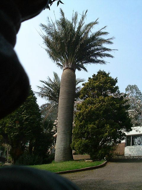 Jubaea chilensis, Torquay