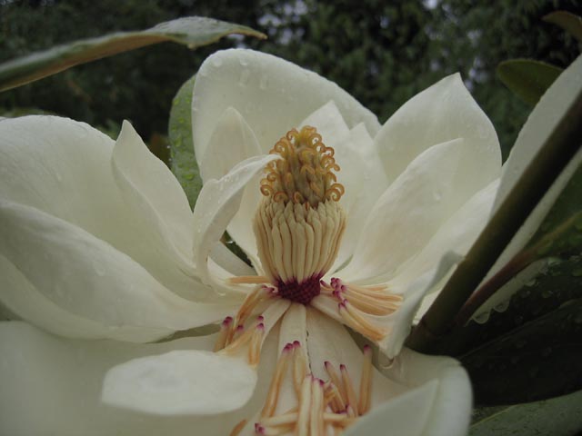 Magnolia grandiflora Exmouth flower