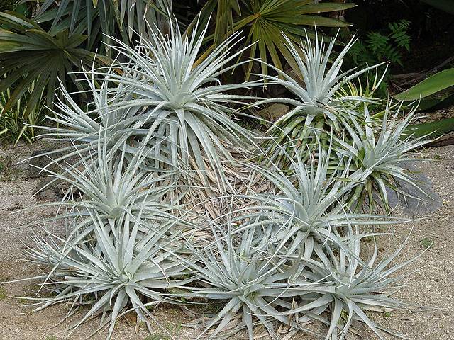 Puya venusta