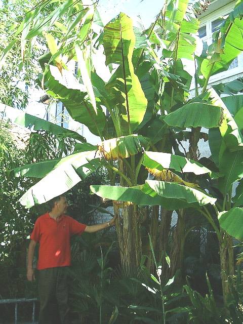 Musa sikkimensis flowering plant