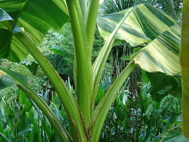Musa basjoo, variegated - closer