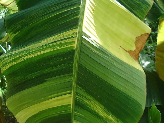 Musa basjoo, variegated - leaf