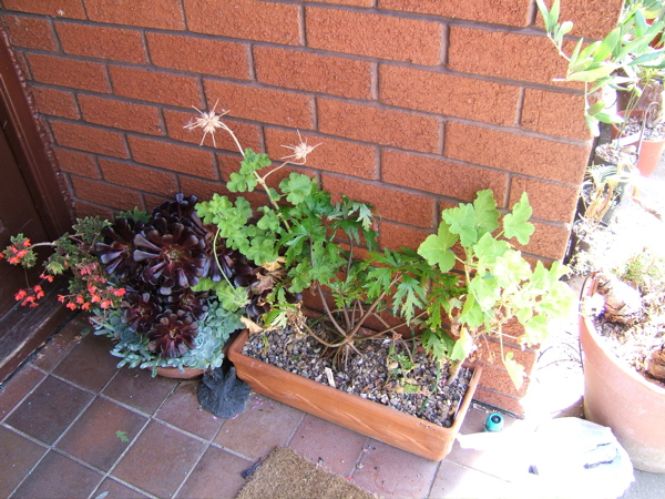 Pelargoniums+Geranium+Aeonium