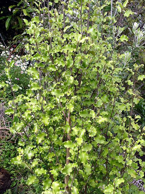 Olearia paniculata