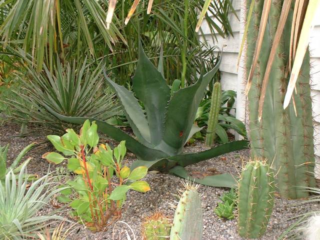 Agave salmiana