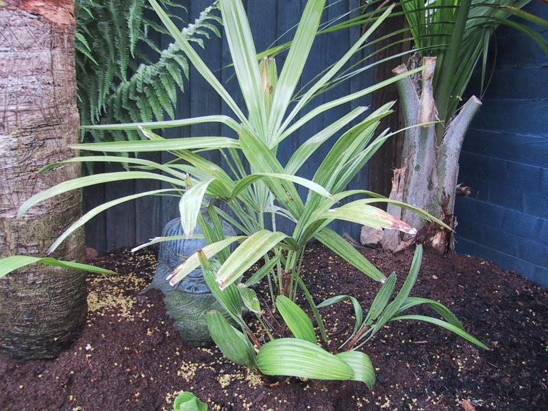 Rhapidophyllum hystrix  Somerset U.K.