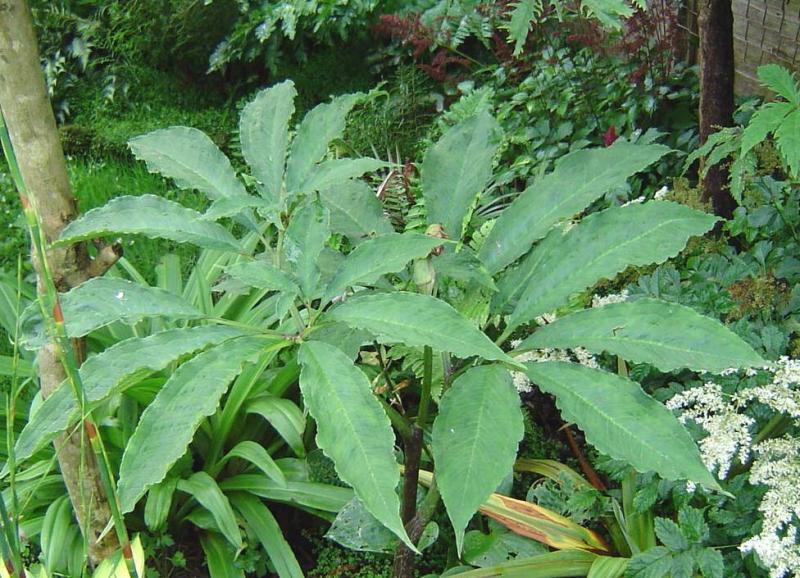 Arisaema tortuosum