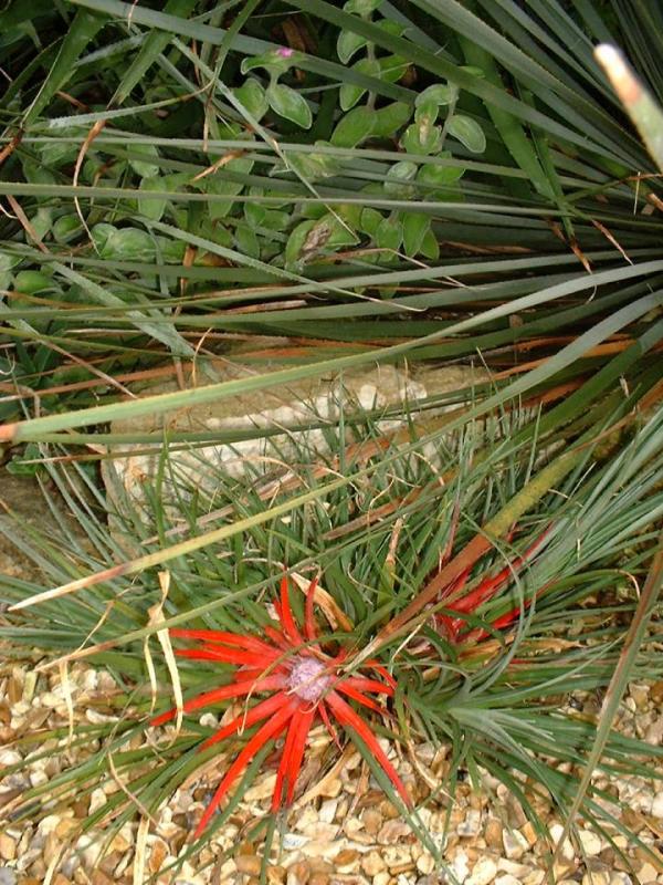 Fascicularia bicolor v. canaliculata with Tradescantia sillamontana