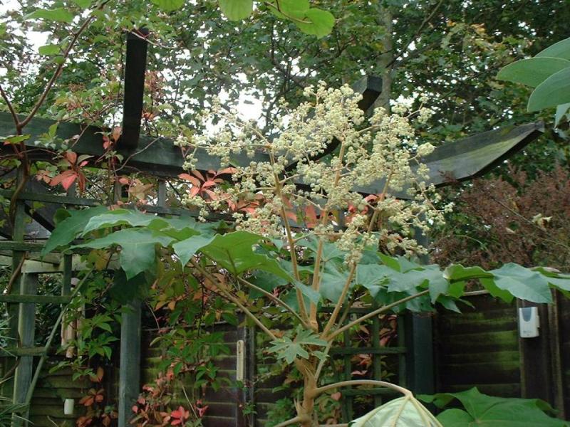 Tetrapanax papyrifera flowering