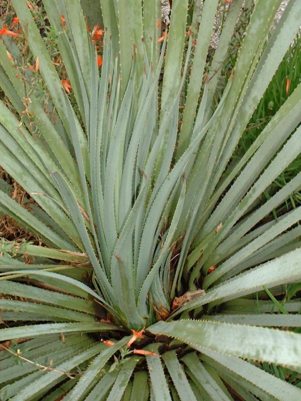 Dasylirion wheeleri growing 2 new heads after flowering