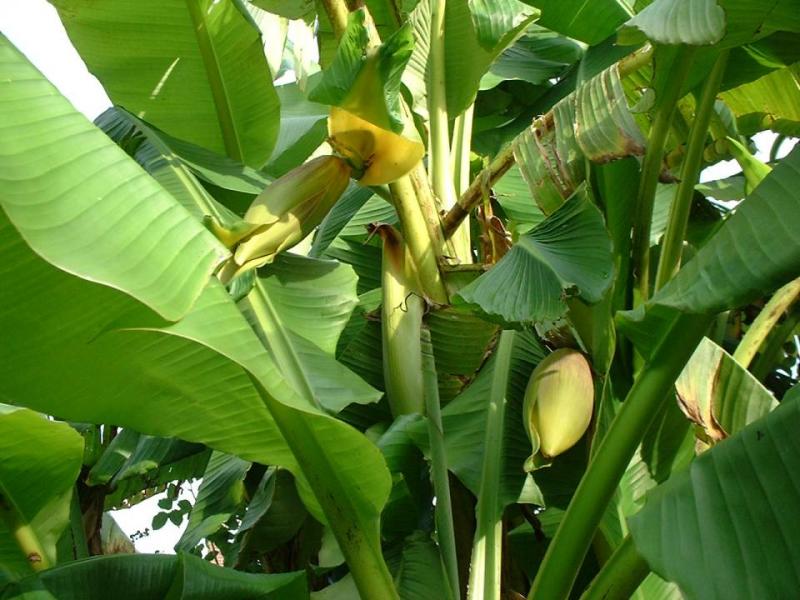Musa basjoo flowers