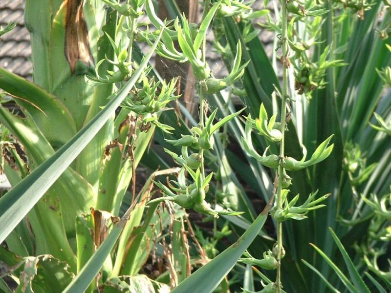 Furcraea parmentieri bulbils