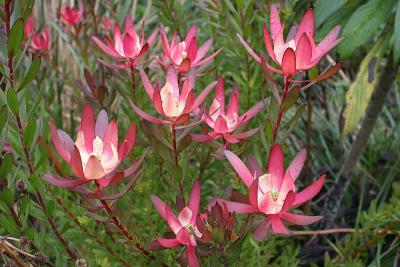 IMG_0604_leucadendron_safari_sunset.jpg