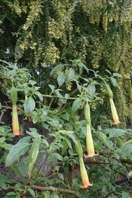 IMG_0671_brugmansia_sanguinea.jpg